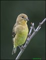 _0SB1827 lesser goldfinch female